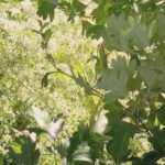 Внутренние лабиринты карантина: уроки, маски и ASMR