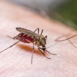 Тихий враг из тумана: Восточный лошадиный энцефалит (ЭЭЭ)