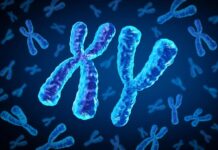 Статеві гормони та ризик серцевих захворювань: чому діабет по-різному впливає на чоловіків і жінок