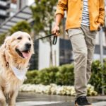 Абстрактні прогулянки з собакою: Чому ваш телефон псує враження вашому вихованцю