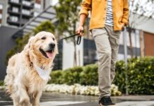 Абстрактні прогулянки з собакою: Чому ваш телефон псує враження вашому вихованцю