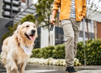 Roztržité procházky se psem: Proč váš telefon ničí zážitek vašeho mazlíčka