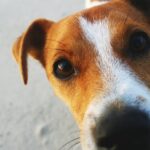 Чому ваш собака обнюхує вас під час менструації: наукове пояснення