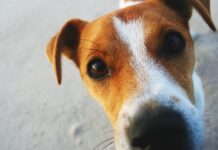 Чому ваш собака обнюхує вас під час менструації: наукове пояснення