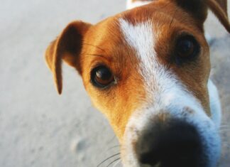 Why Your Dog Sniffs During Your Period: The Science Explained