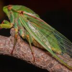 Розуміння «Цикади»: зростання високомутантного варіанта COVID-19 BA.3.2