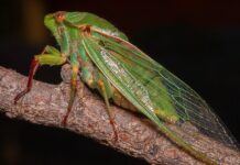 Розуміння «Цикади»: зростання високомутантного варіанта COVID-19 BA.3.2