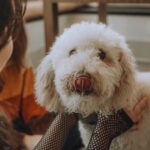 Міф про гіпоалергенних тварин: чому порід, що «не викликають алергію», не існує