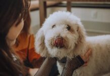 Міф про гіпоалергенних тварин: чому порід, що «не викликають алергію», не існує