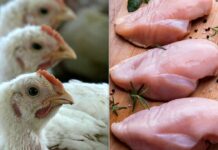 Розшифровка Пасовищної Курки: За Що Ви дійсно платите