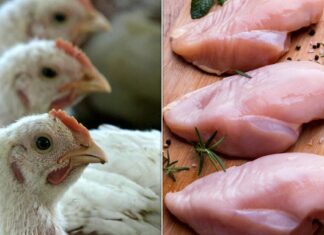 Decodificando frango criado a pasto: o que você realmente está pagando